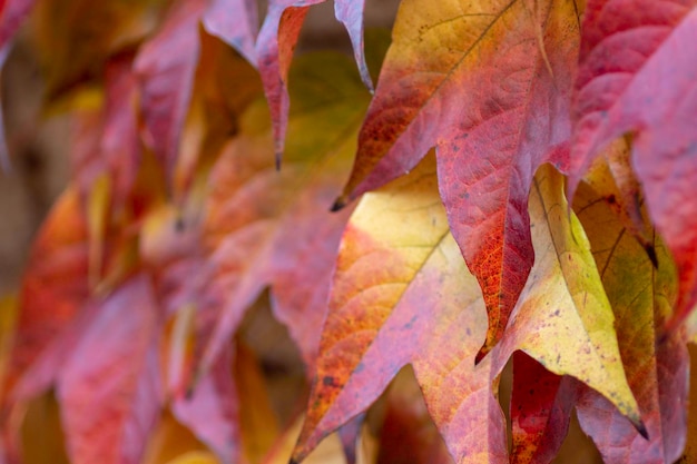 background of red and yellow leaves autumn background