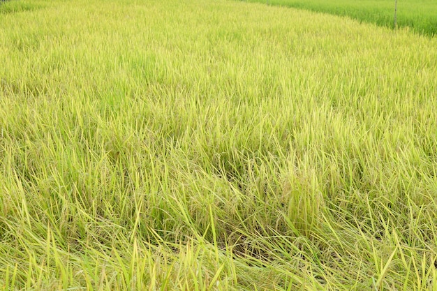 background of rice fields in the field