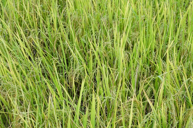 background of rice fields in the field