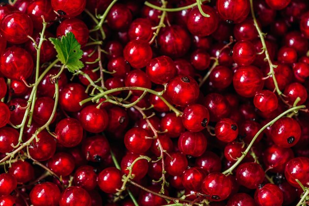 Background of Ripe and Juicy Red Currant.