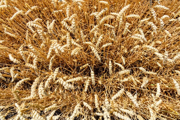 Photo background of the ripe yellow wheat agricultural concept