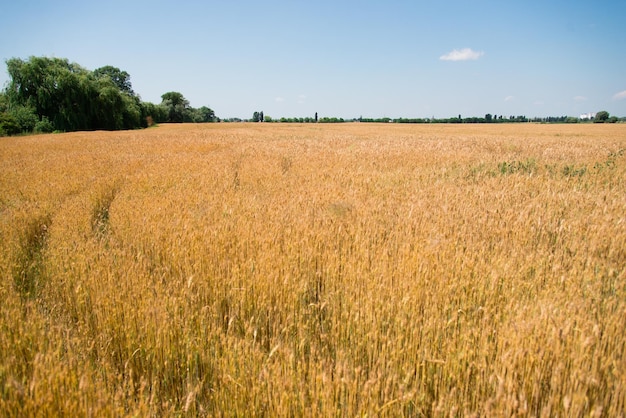 Background of the ripening of the ears of a wheat field. Rich harvest concept.