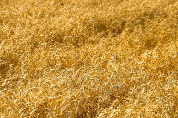 Background of ripening ears of wheat field and sunlight Crops field Selective focus