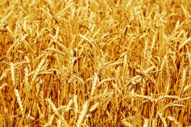 Background of ripening ears of wheat field