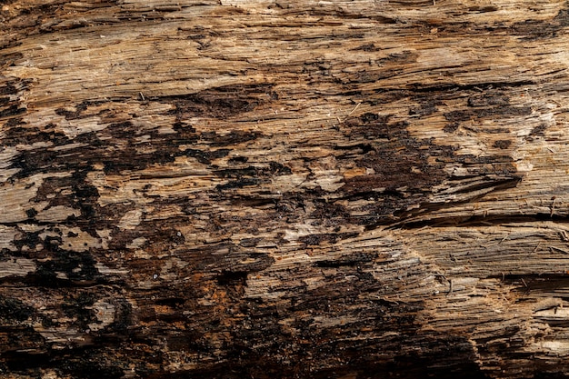 Background of a rustic wood texture. The charm of nature.