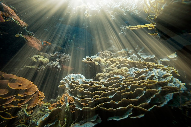 Foto sfondo sabbia sulla spiaggia sott'acqua