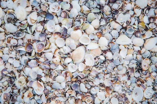 Фон, песок, состоящий из малых и больших ракушек под солнечными лучами. Фото высокого качества