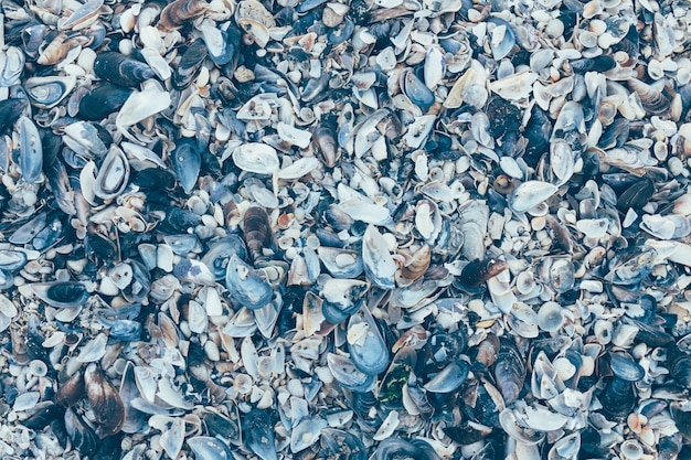 Background of sea shells in blue toning