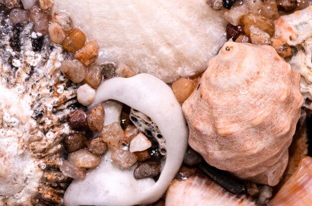 Background of sea shells