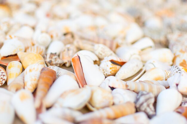 Background of seashells