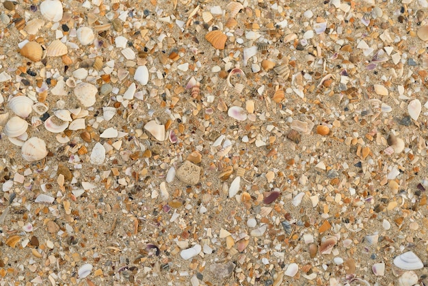 Background of shells and sand on the coast of the sea realistic
sand background for screensaver or advertising