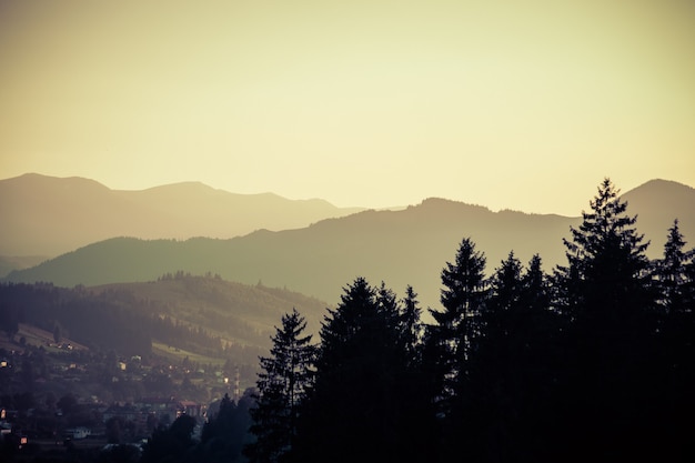 Background silhouette of pine forest on background silhouette of mountains