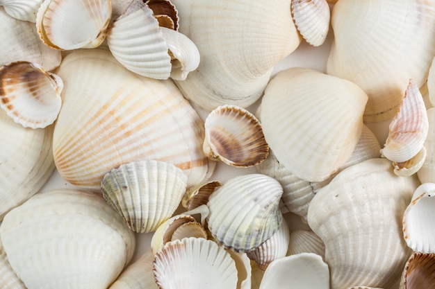 Background of small shells beige shades on a white background.