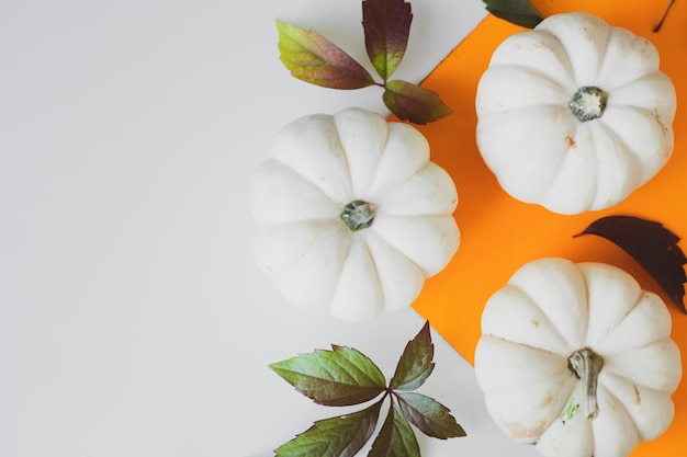 Background of small white and yellow pumpkins on the table.