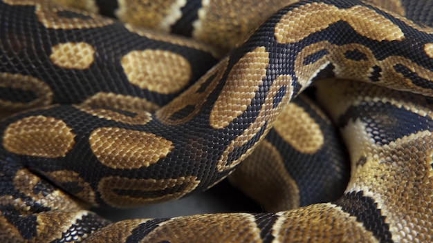 Background of snakeskin Royal python skin