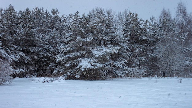 Background of snow pines in snowing day