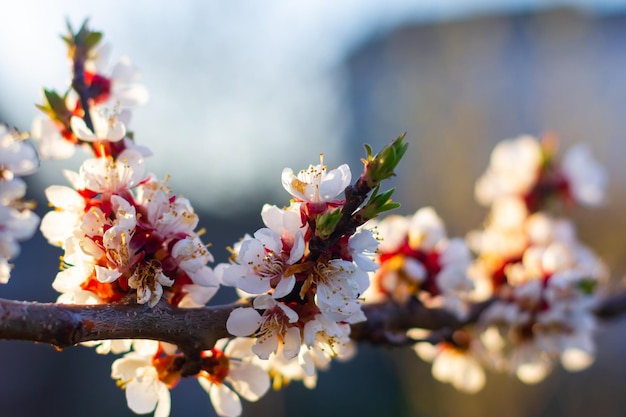 Background of spring flowering apricot tree Beautiful nature scene with blooming tree and sun flare