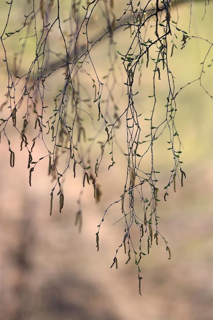 배경 봄 공원