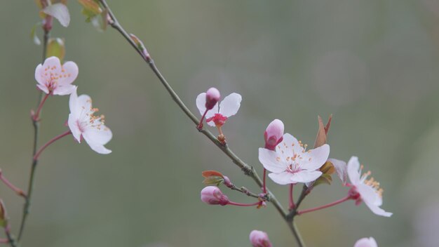 春の季節の背景 森の桜の木の満開 都市の庭の背景