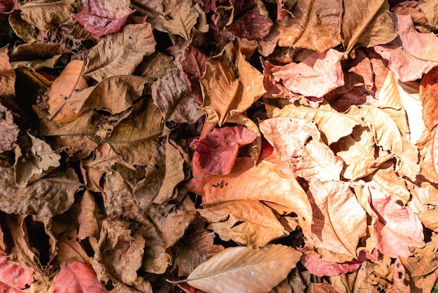 Foto sfondo di foglie secche pila su groundcloseup