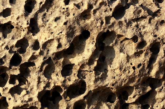 Photo background stone surface brown porous with holes shell rock macro. full depth of field.