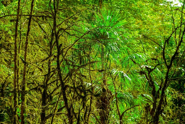 На заднем плане - субтропический лес, тисово-самшитовая роща с замшелыми стволами деревьев.