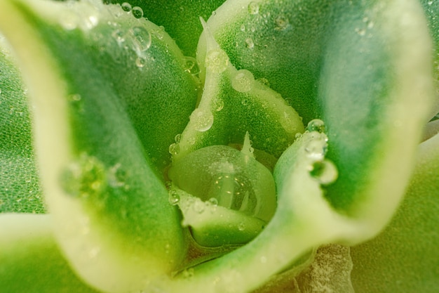 background of succulent plant texture close up photo