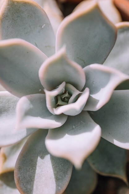 多肉植物の背景多肉植物のクローズアップ