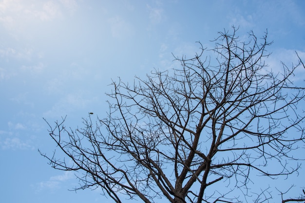 背景太陽の空の木が死ぬ