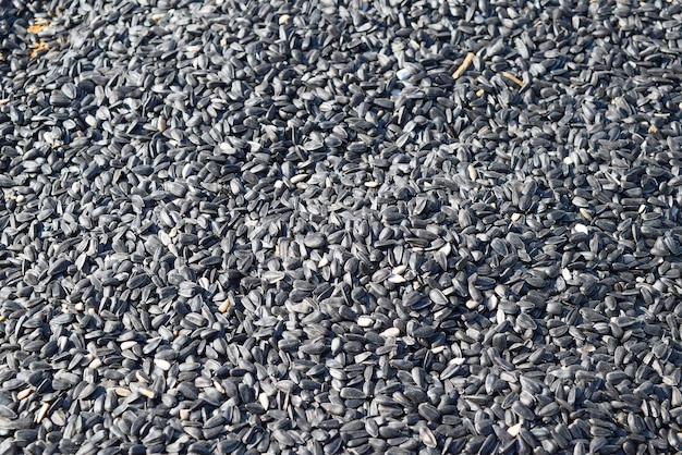 Background of sunflower seeds Black seeds texture