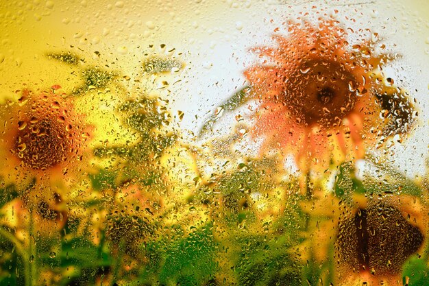 雨のち雫で濡れたガラスの後ろにひまわりの背景。