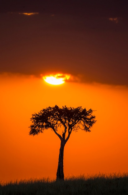 Lo sfondo del tramonto nella savana