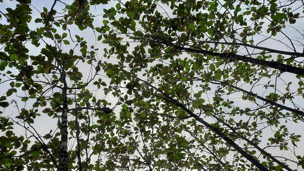 チークの森で美しく見えるチークの葉の背景02