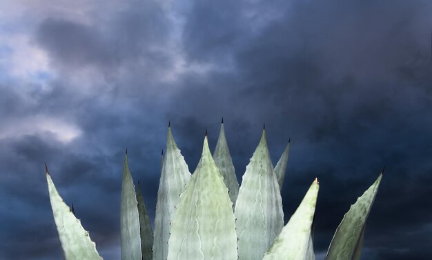 Background and texture of Agave Americana maguey plant with space for text