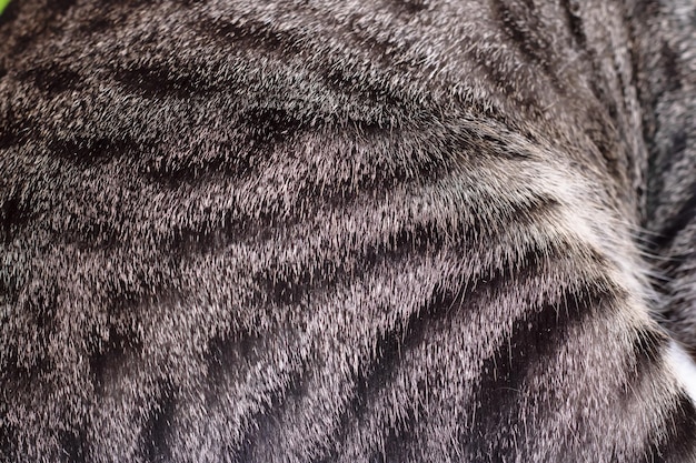 Photo background or texture of the animal's striped gray fur