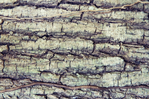 background and texture concept - tree trunk bark