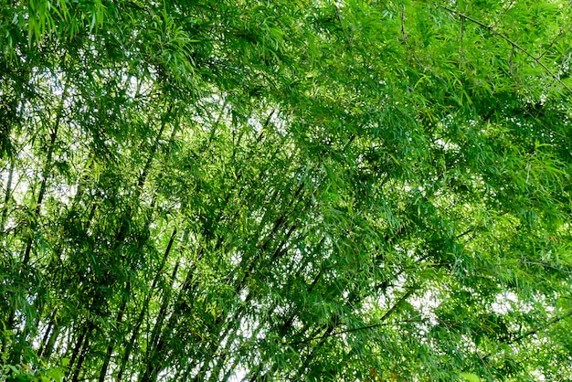 Background texture green bamboo tree