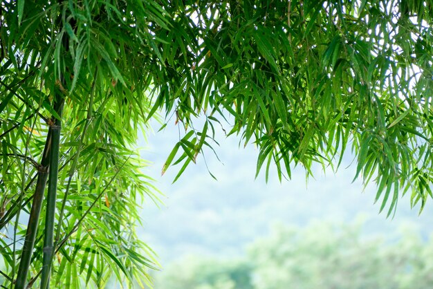 Background texture green bamboo tree