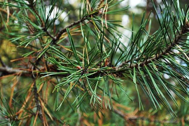 Background, texture of a green branch. Pine branch, close-up. Green pine needles on a blurred background.