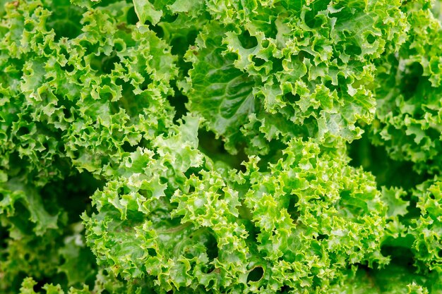 背景、緑の新鮮なレタスの質感。ビタミンが豊富な食品_