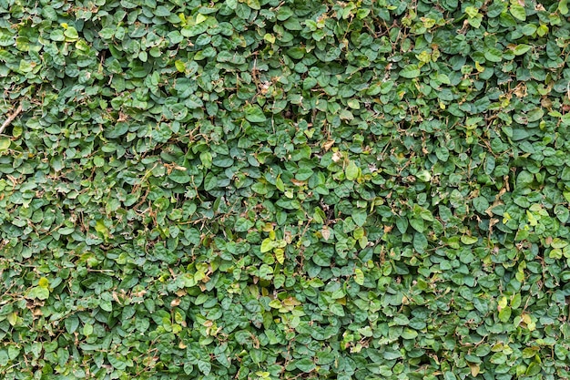 Foto texture di sfondo, erba verde, vista dall'alto.