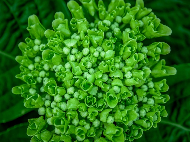 Background texture green ivy bush wall in garden