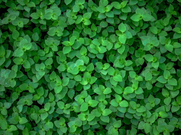 Background texture green ivy bush wall in garden