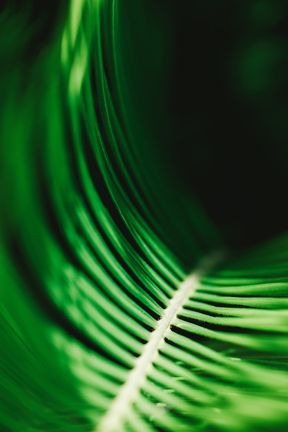 Background texture green leaf structure macro photography