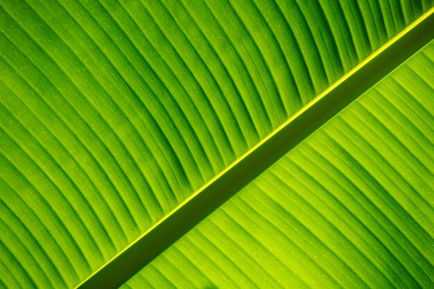 The background and texture of a green leaf