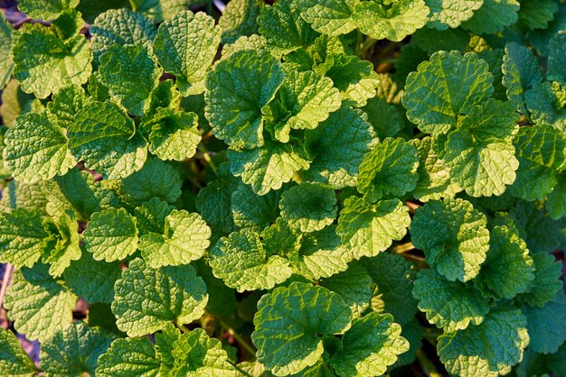 Background texture of green leaves in the sunlight.