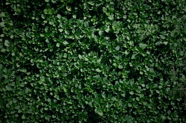 Background texture. Green plants top view.