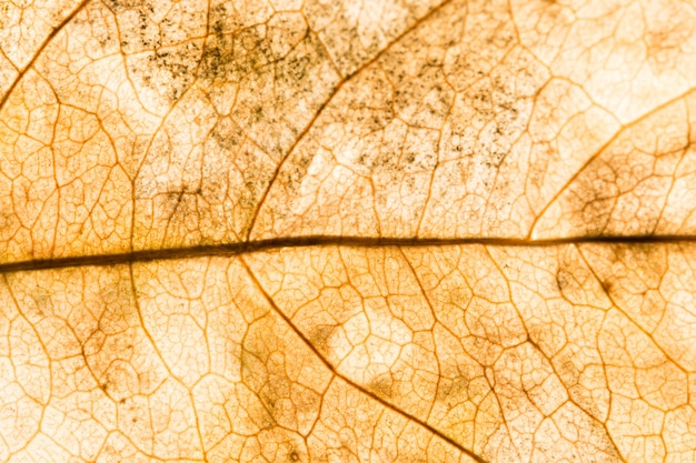 Background texture of leaf
