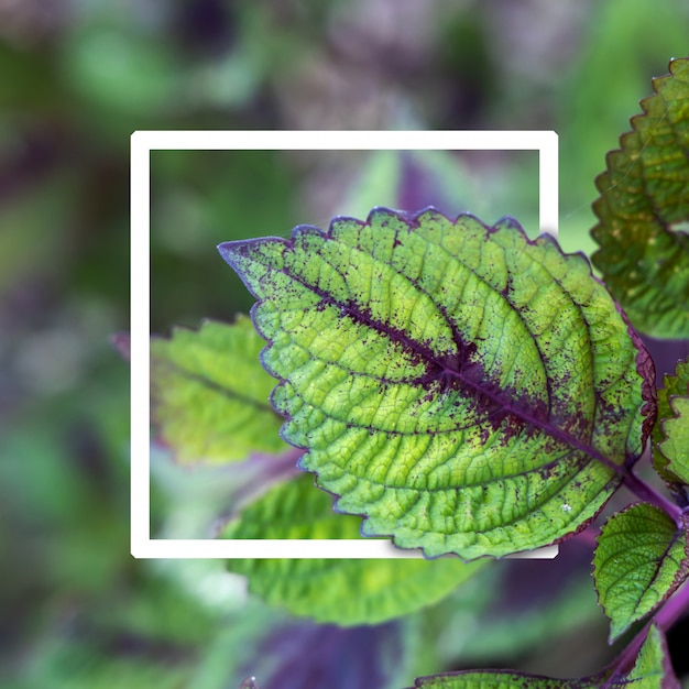 Background texture of leaves closeup. Green Leaves Background with White Paper Frame. 