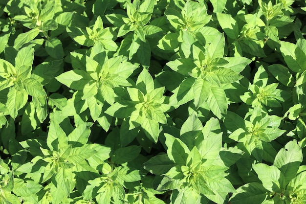 Background texture of leaves of green plant